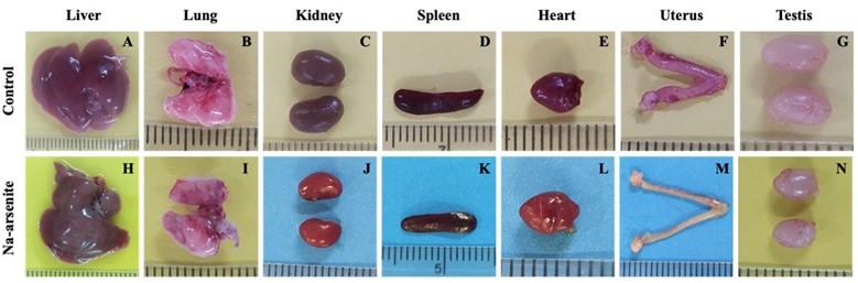 Inorganic arsenic exposure during pregnancy affects post-natal growth, blood parameters, and organ development of mice offspring