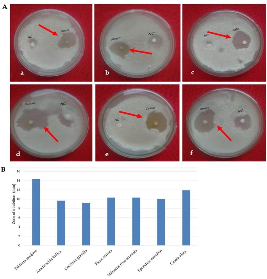 Detection and biological control measures of anthracnose causing fungus isolated from Citrus limon (L.)