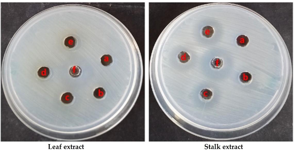 Anti-inflammatory, anti-oxidative, and anti-microbial activities of the phytochemicals isolated from various parts of broccoli wastes