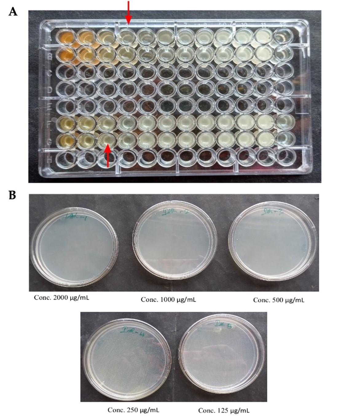 Anti-inflammatory, anti-oxidative, and anti-microbial activities of the phytochemicals isolated from various parts of broccoli wastes