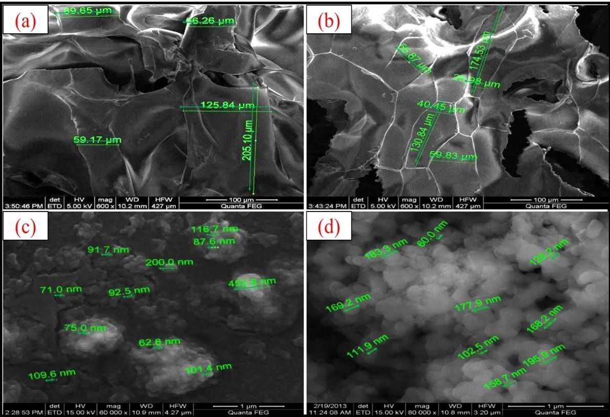 Extraction of Squilla (Harpiosquilla annandalei) shell derived chitosan and its nanocarrier efficiency for sustained protein delivery