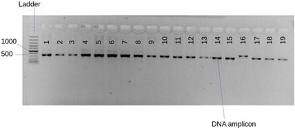 Molecular characterization and antibacterial activities of mangrove endophytic fungi from coastal Kenya