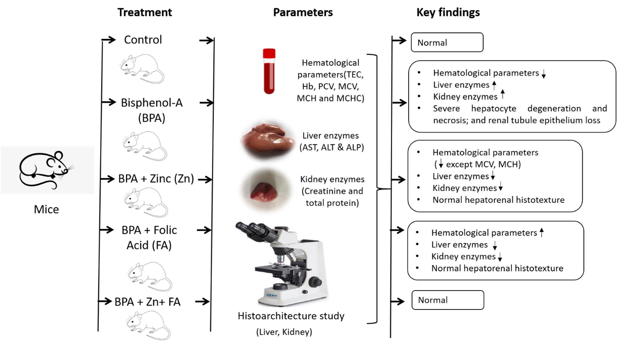 Restoration of hepatorenal dysfunction and injury by zinc and  folic acid combination in bisphenol A-intoxicated mice