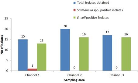 Isolation and identification of Salmonella spp. and Escherichia coli from water used during live transportation of Pangasius catfish, Pangasianodon hypophthalmus