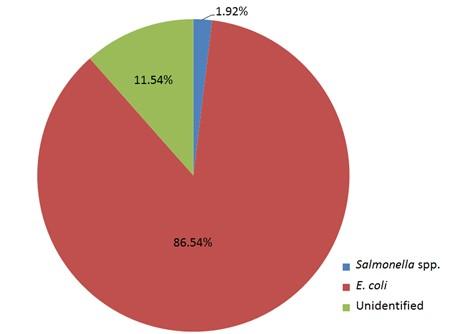 Isolation and identification of Salmonella spp. and Escherichia coli from water used during live transportation of Pangasius catfish, Pangasianodon hypophthalmus