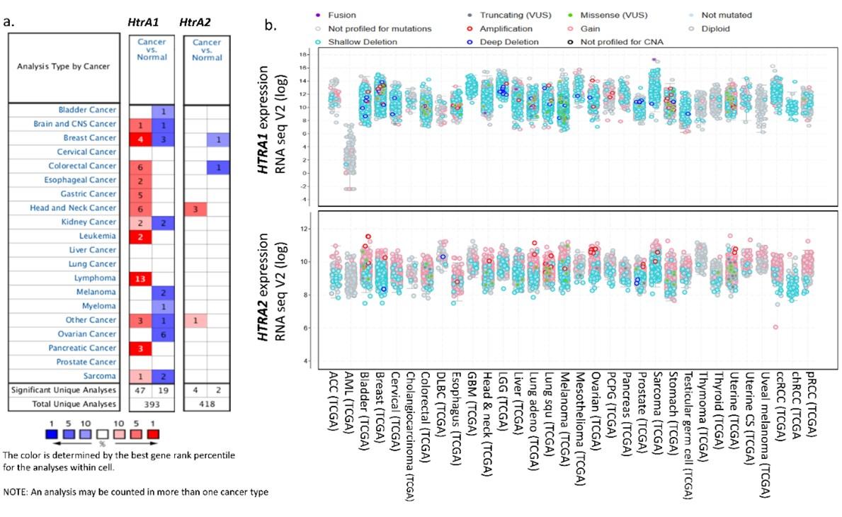 HTRA1 and HTRA2 expression differentially modulate the clinical prognosis of cancer: a multi-omics analysis using bioinformatics approaches