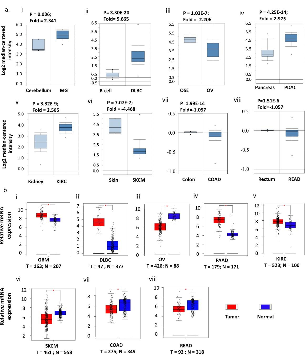 HTRA1 and HTRA2 expression differentially modulate the clinical prognosis of cancer: a multi-omics analysis using bioinformatics approaches