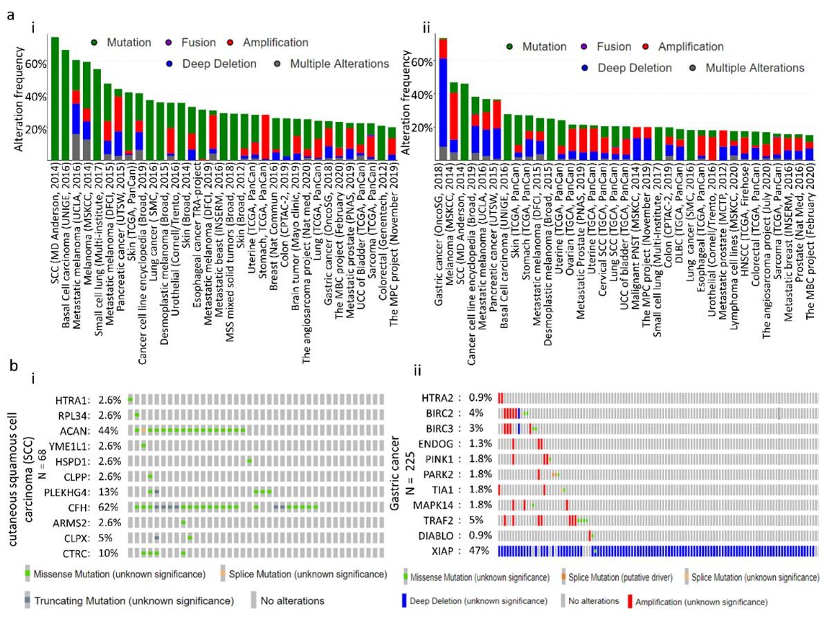 HTRA1 and HTRA2 expression differentially modulate the clinical prognosis of cancer: a multi-omics analysis using bioinformatics approaches