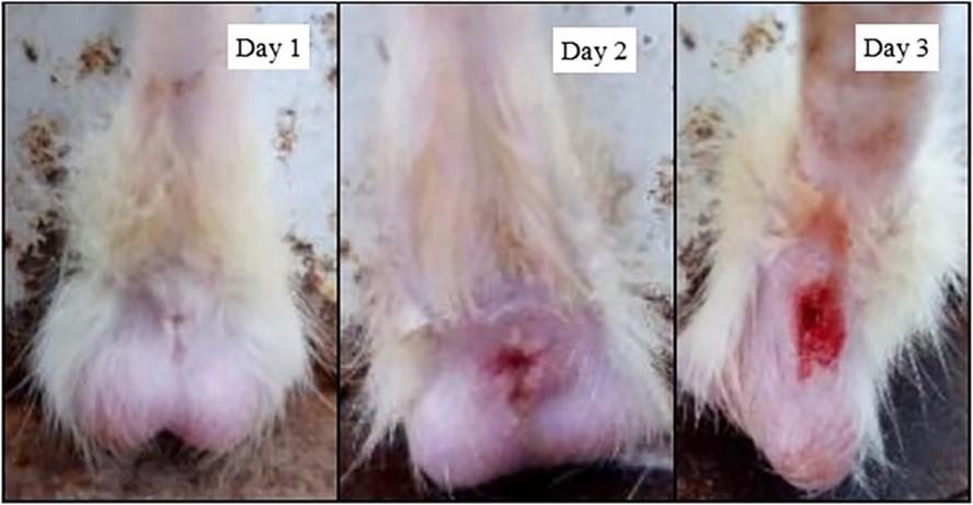 Phytochemicals and anti-hemorrhoidal activities of Tapak Liman (<span>Elephantopus Scaber</span>) leaves