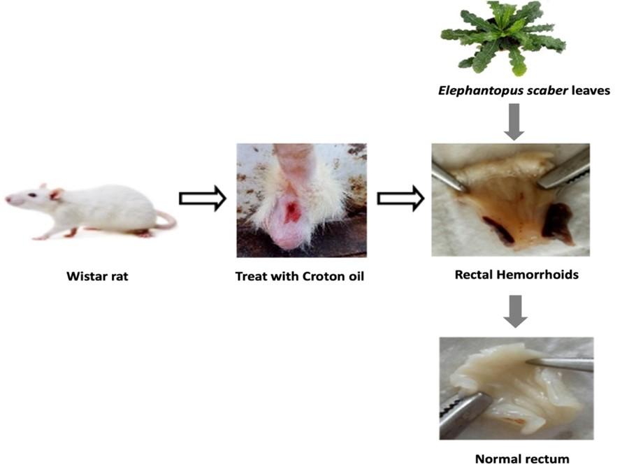 Phytochemicals and anti-hemorrhoidal activities of Tapak Liman (<span>Elephantopus Scaber</span>) leaves