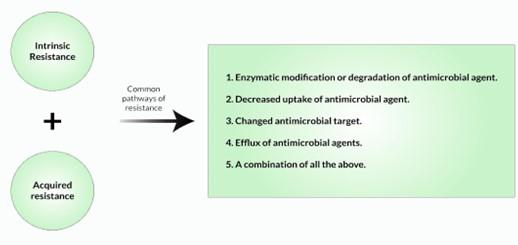 Antimicrobial resistance: Understanding the mechanism and strategies for prevention and control