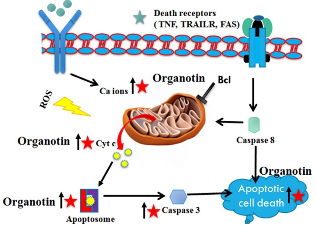 Path of organotin complexes: synthetic factors, mechanisms, and broad-spectrum biological influences