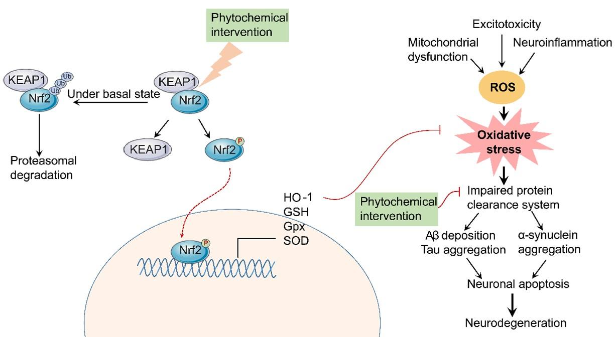 Multidisciplinary approaches to coping with neurodegenerative disorders amid COVID-19 pandemic