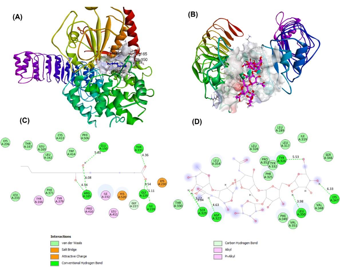 Unveiling the immunomodulatory mechanisms of pineapple metabolites: A multi-modal computational analysis using network pharmacology, molecular docking, and molecular dynamics simulation