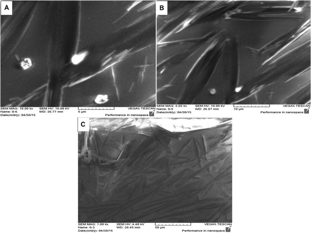 Effect of caffeine-loaded silver nanoparticles on minerals concentration and antibacterial activity in rats