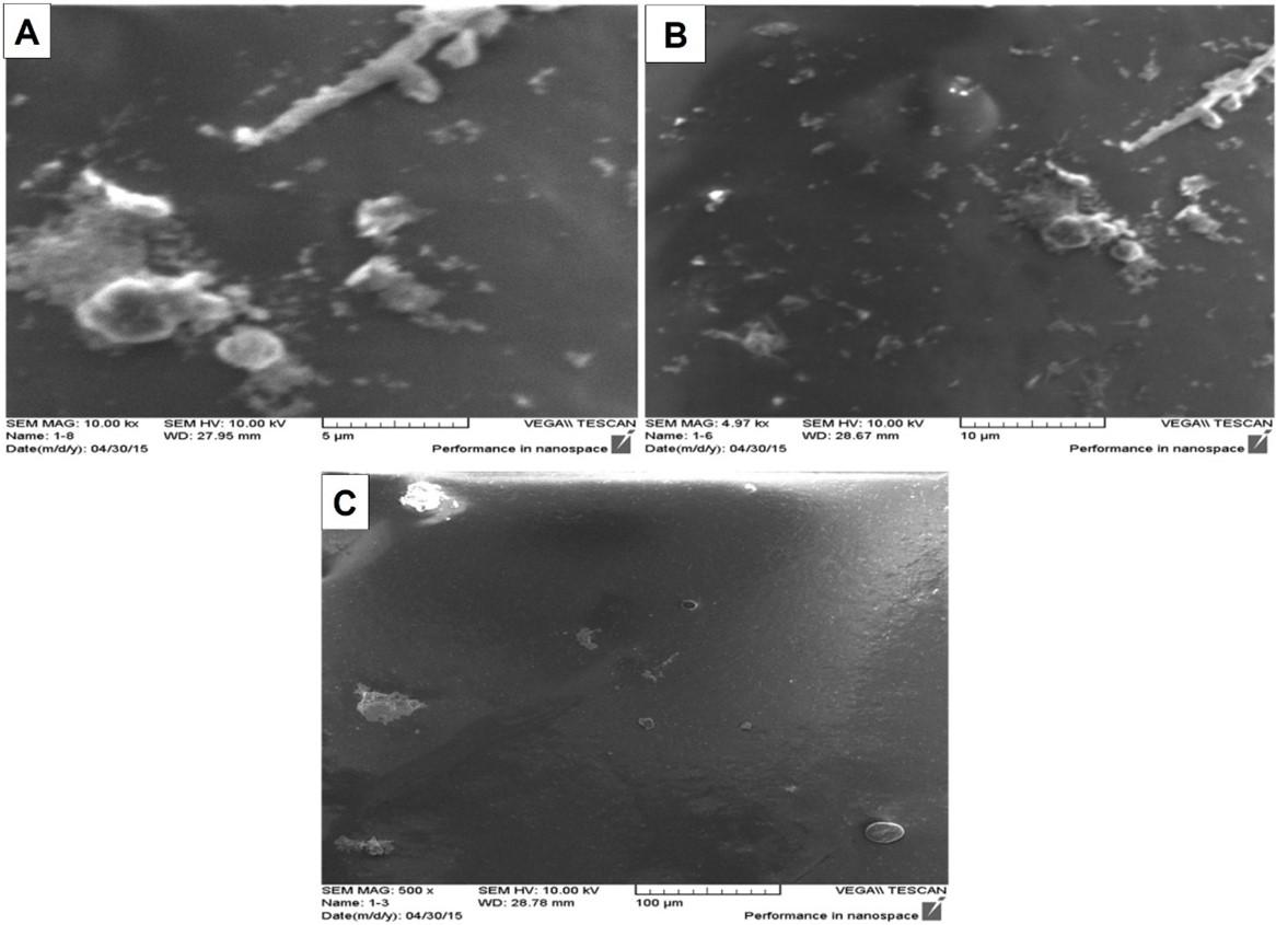 Effect of caffeine-loaded silver nanoparticles on minerals concentration and antibacterial activity in rats