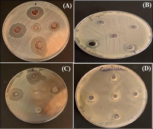 Effect of caffeine-loaded silver nanoparticles on minerals concentration and antibacterial activity in rats