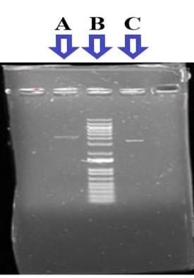 Cloning and expression of recombinant purine nucleoside phosphorylase in the methylotrophic yeast <span>Pichia pastoris</span>