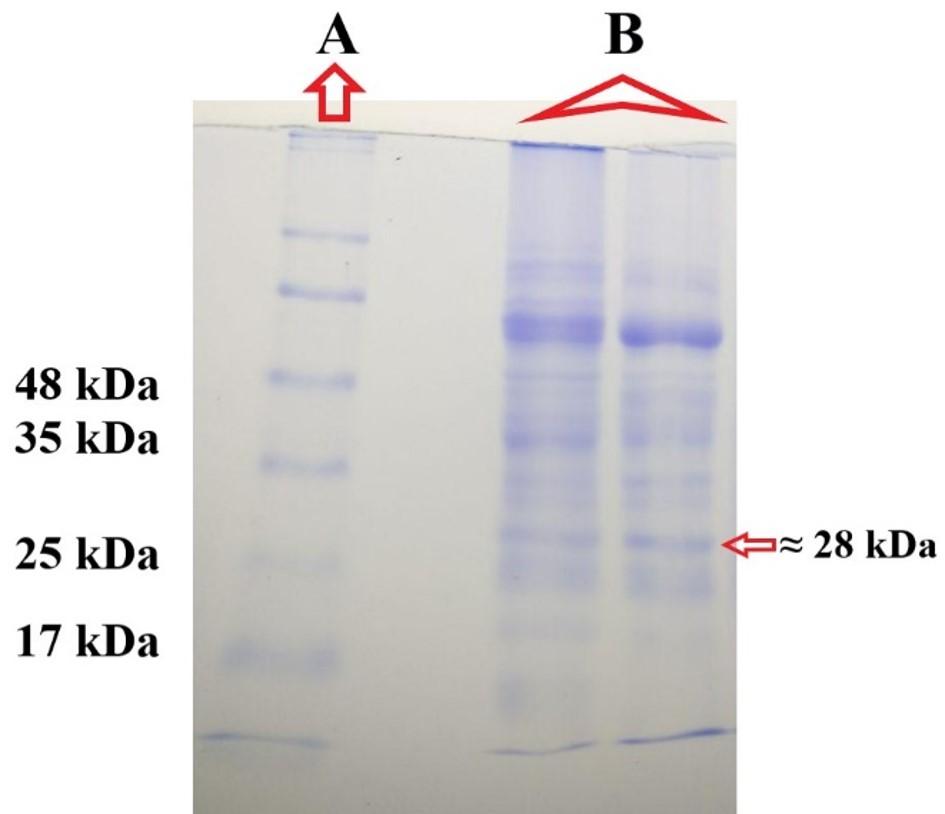 Cloning and expression of recombinant purine nucleoside phosphorylase in the methylotrophic yeast <span>Pichia pastoris</span>