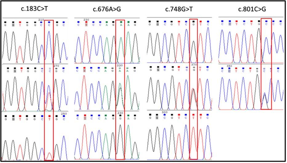 Identification of polymorphisms in melanocortin 1 receptor gene and their association with coat color variants in Black Bengal goat