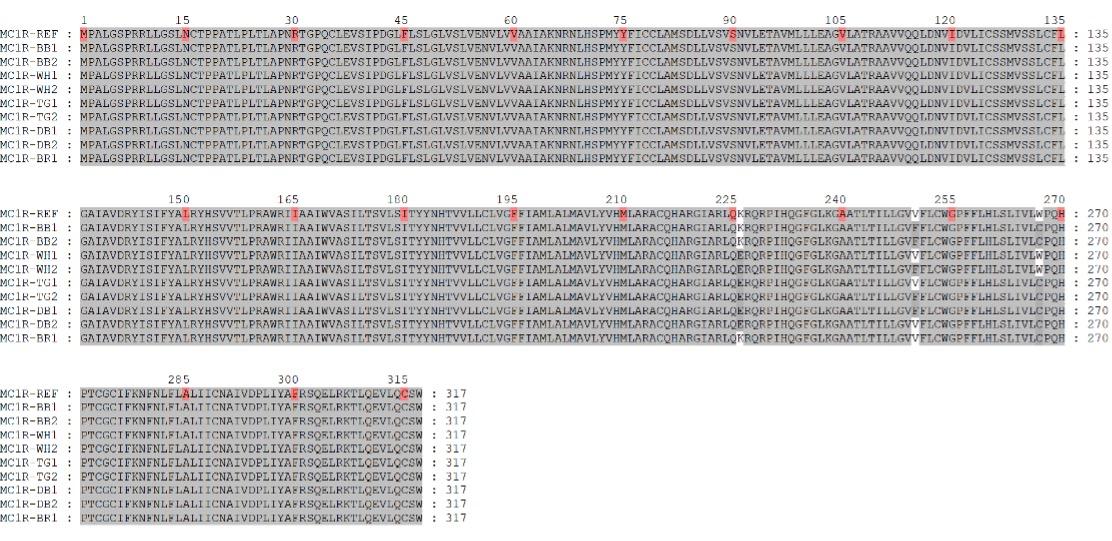 Identification of polymorphisms in melanocortin 1 receptor gene and their association with coat color variants in Black Bengal goat