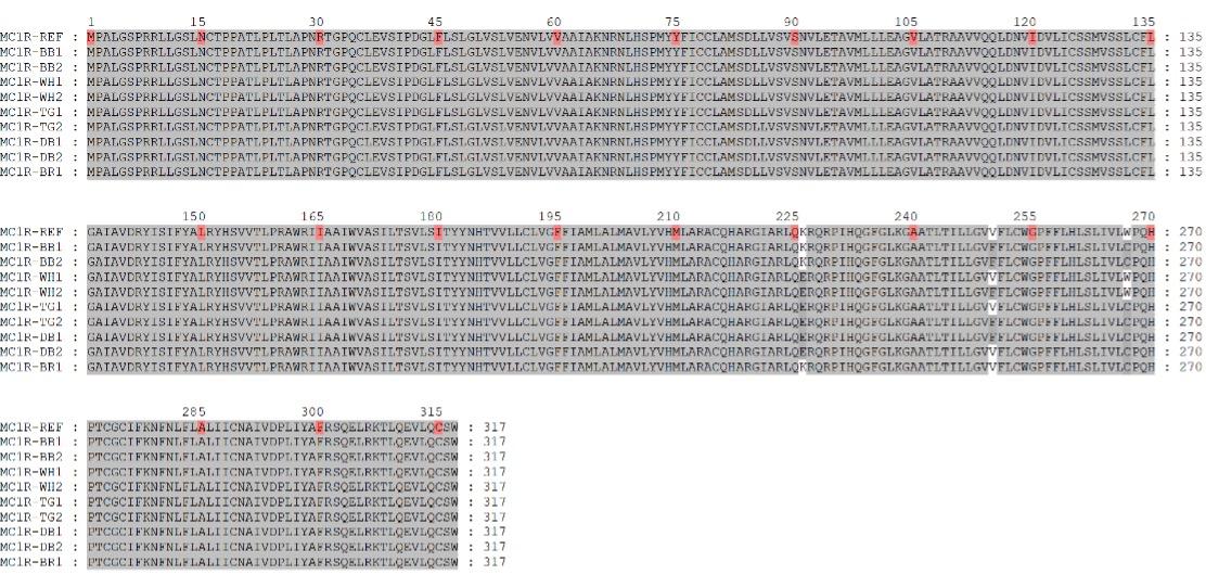 Identification of polymorphisms in melanocortin 1 receptor gene and their association with coat color variants in Black Bengal goat