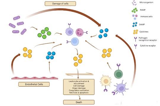 Determining the disease outcome by cytokine storm during infectious diseases and targeting cytokines during sepsis: Possible therapeutic options