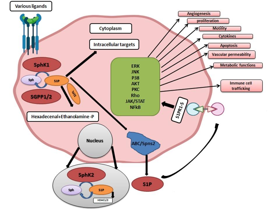 Association of gut microbiota in the pathogenesis of acute respiratory distress syndrome and possible pharmacotherapy by sphingosine-1-phosphate