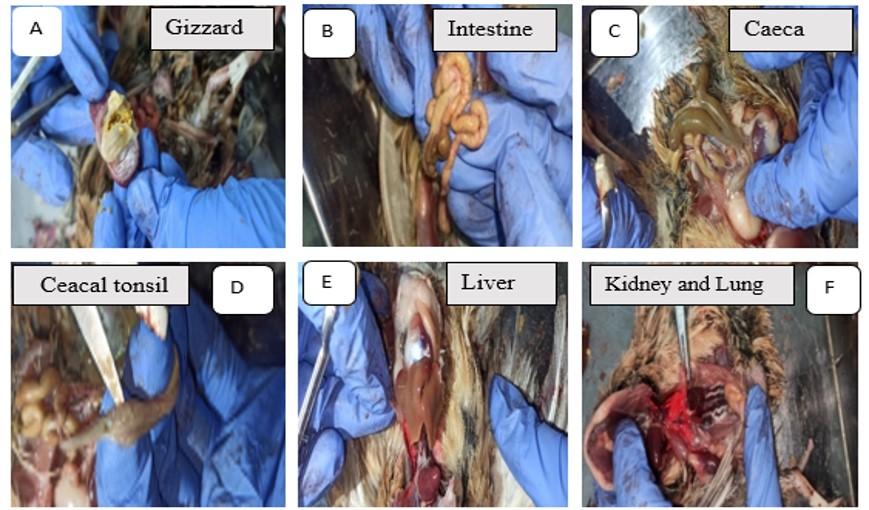 Biochemical and histopathological alterations of liver and kidney of Japanese quails due to lead toxicity and effects of vitamin C