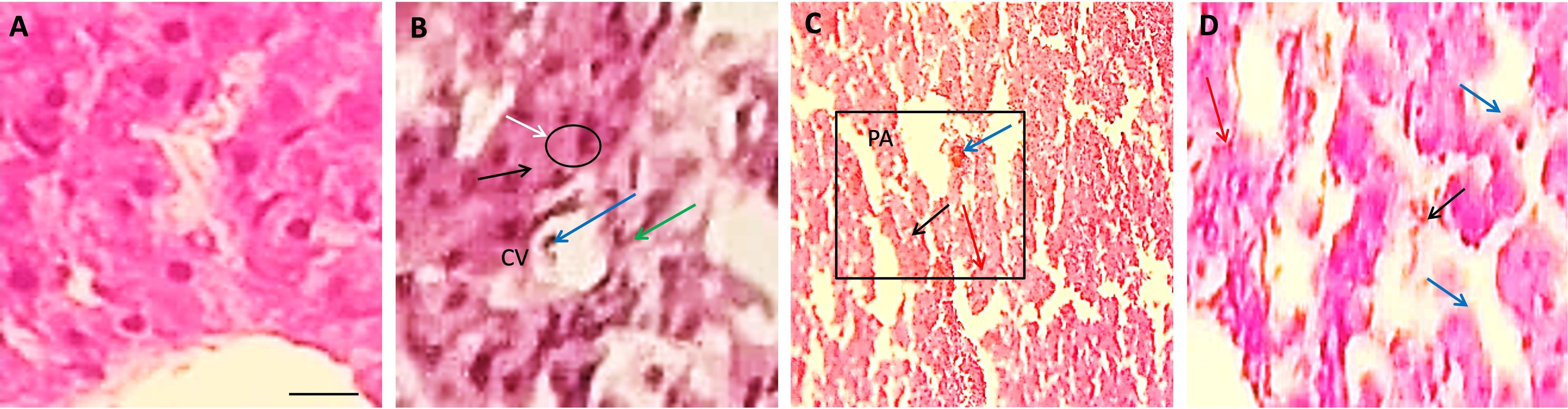 Biochemical and histopathological alterations of liver and kidney of Japanese quails due to lead toxicity and effects of vitamin C