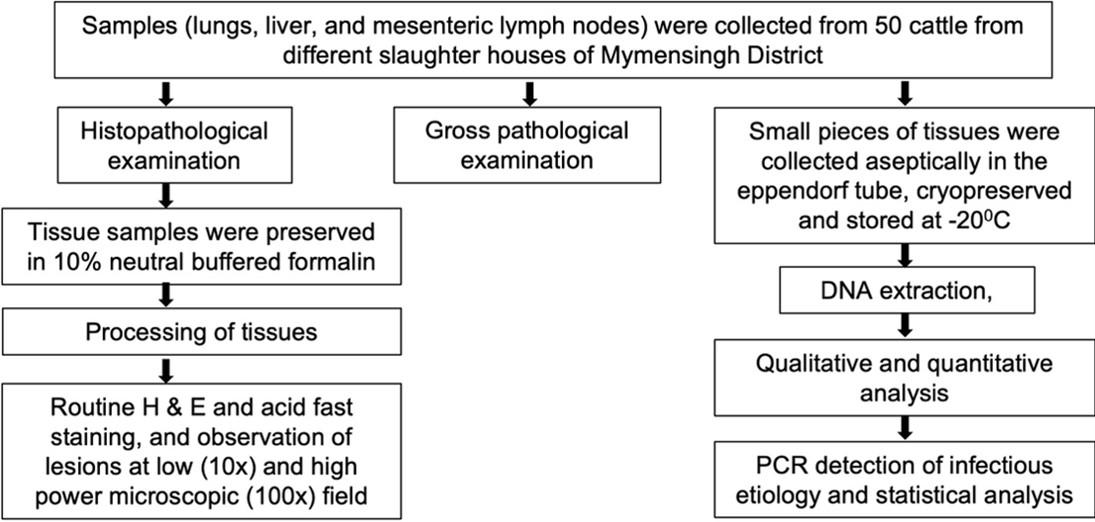 Pathological investigation and molecular detection of bacterial zoonotic diseases of slaughtered cattle in Bangladesh