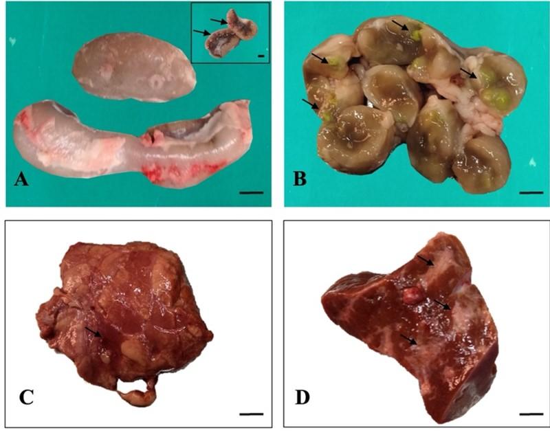 Pathological investigation and molecular detection of bacterial zoonotic diseases of slaughtered cattle in Bangladesh