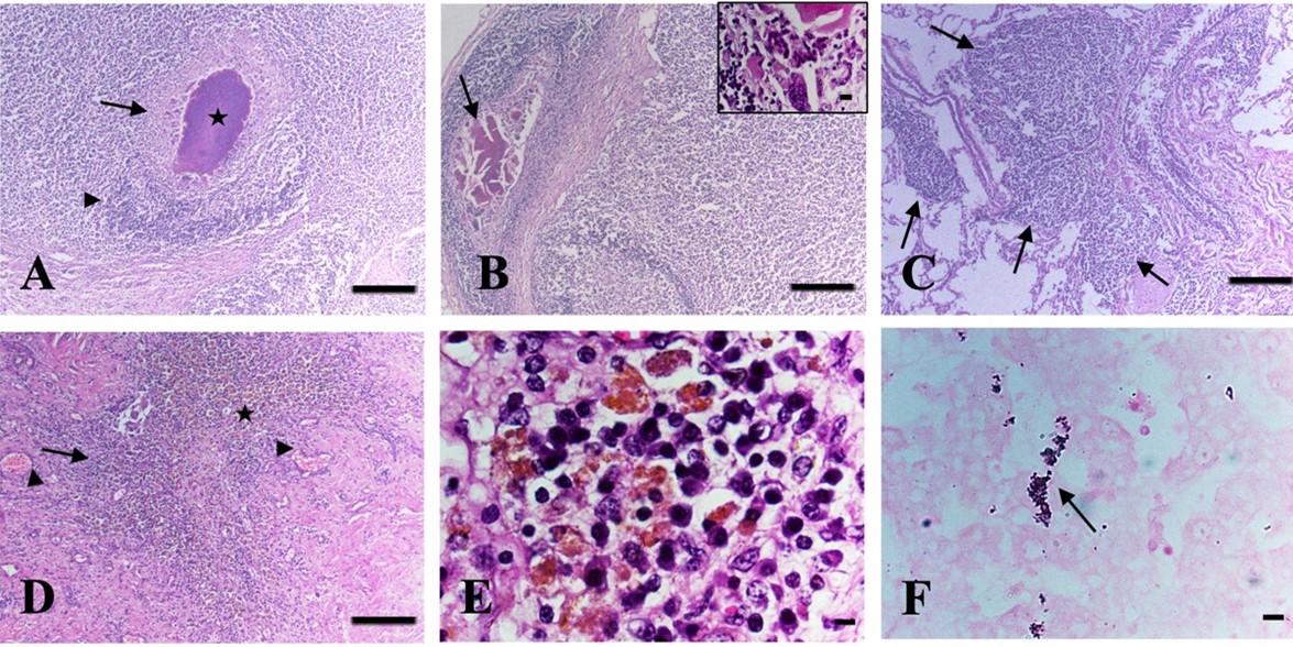 Pathological investigation and molecular detection of bacterial zoonotic diseases of slaughtered cattle in Bangladesh