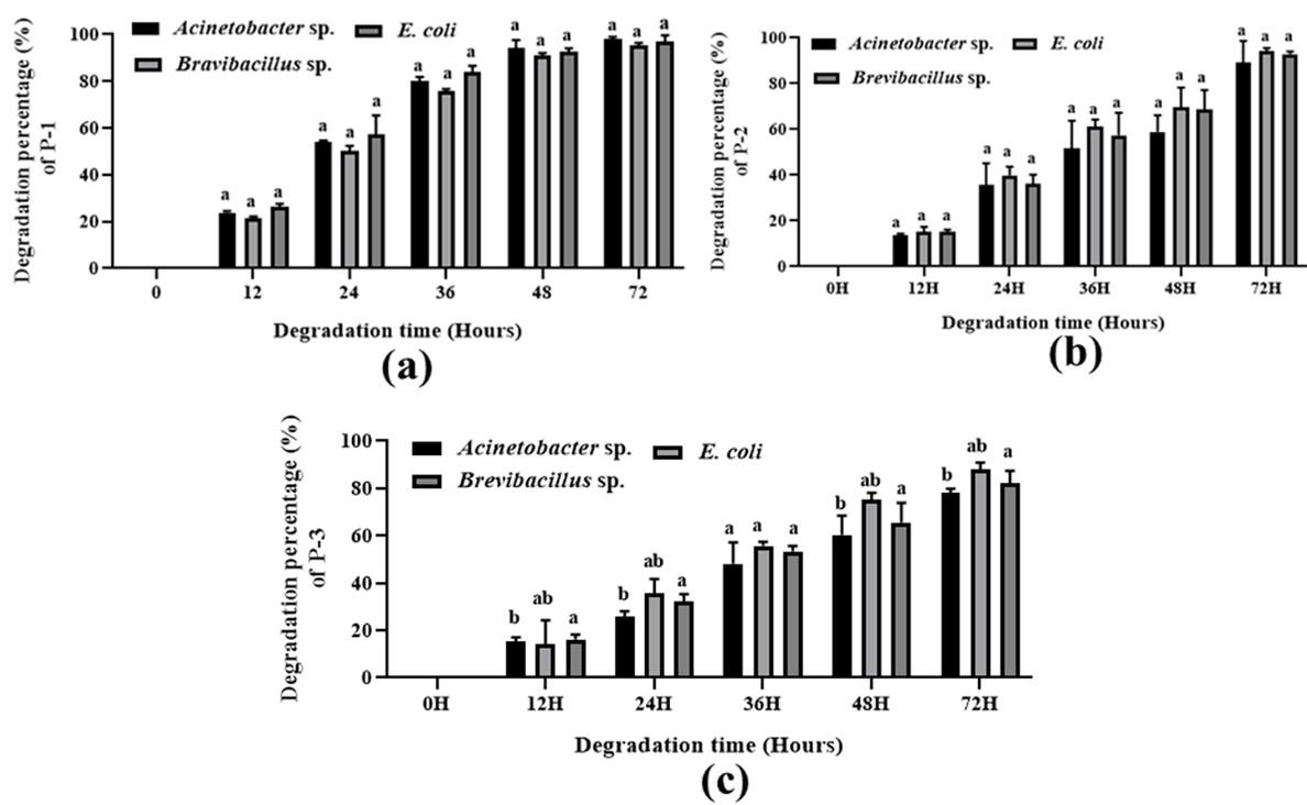 Comparative polymer biodegradation efficiency of an isolated Acinetobacter sp. with Bravibacillus sp. and E. coli by resting cells