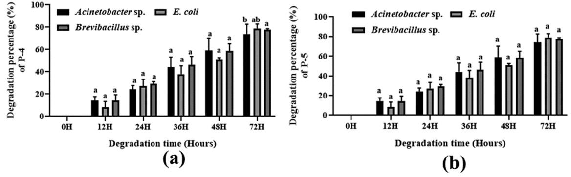 Comparative polymer biodegradation efficiency of an isolated Acinetobacter sp. with Bravibacillus sp. and E. coli by resting cells