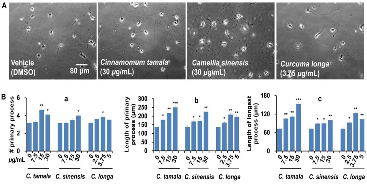 Antioxidant, anticholinesterase, and neurotrophic potentials of indigenous medicinal herbs of Bangladesh