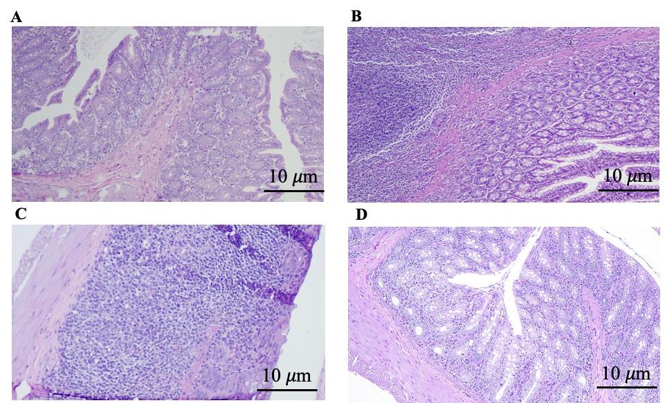 Beneficial effects of the multi-strain probiotic preparation BaciMix on antibiotic-associated diarrhea in rats