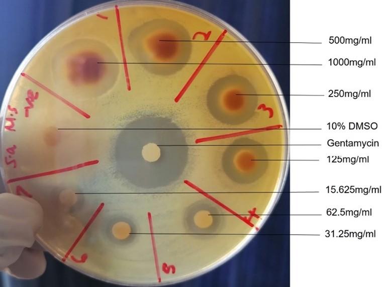 Antibacterial and phytochemical effects of ethanol extracts of Syzygium guineense (Willd.) DC barks and Mangifera indica L seeds