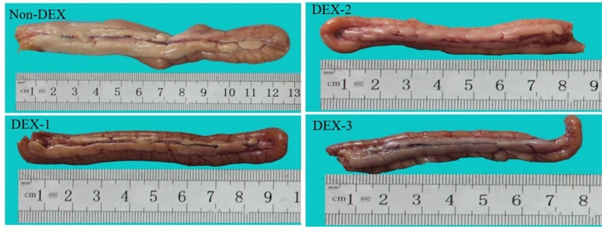 Effects of dexamethasone induced stress on the intestinal morphology and morphometry in broiler chicken