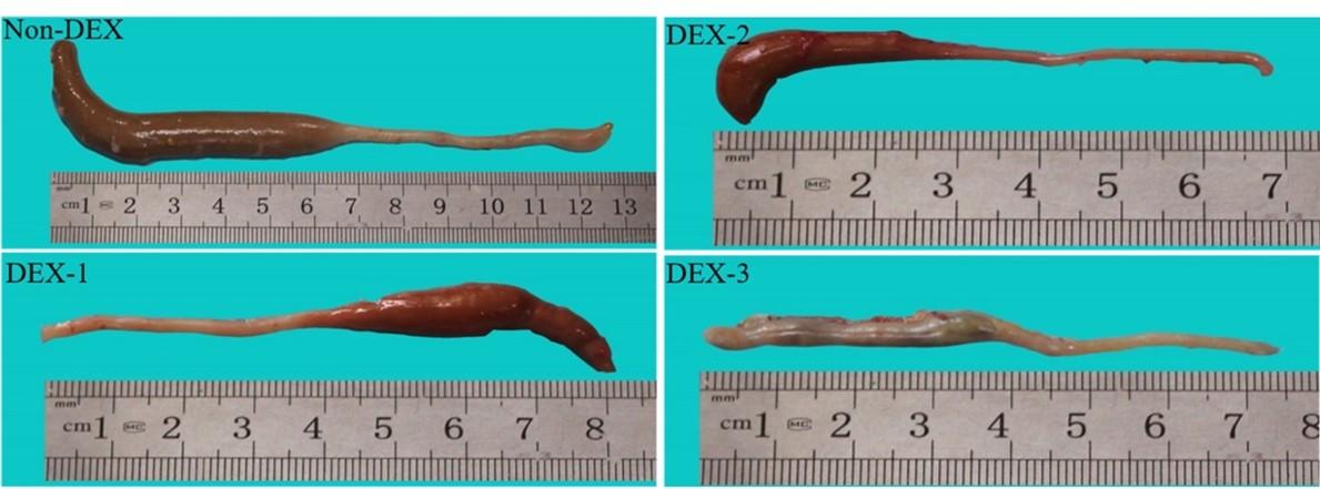 Effects of dexamethasone induced stress on the intestinal morphology and morphometry in broiler chicken