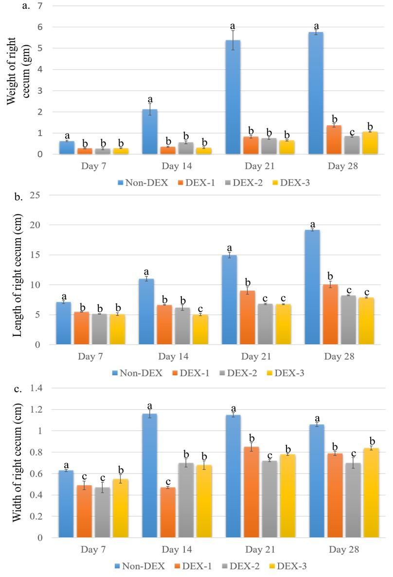 Effects of dexamethasone induced stress on the intestinal morphology and morphometry in broiler chicken