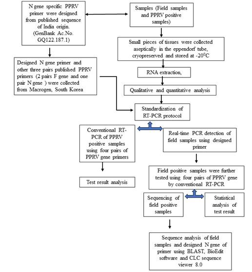 Validation and standardization of designed N gene primer-based RT-PCR protocol for detecting Peste des Petits Ruminants virus in goats