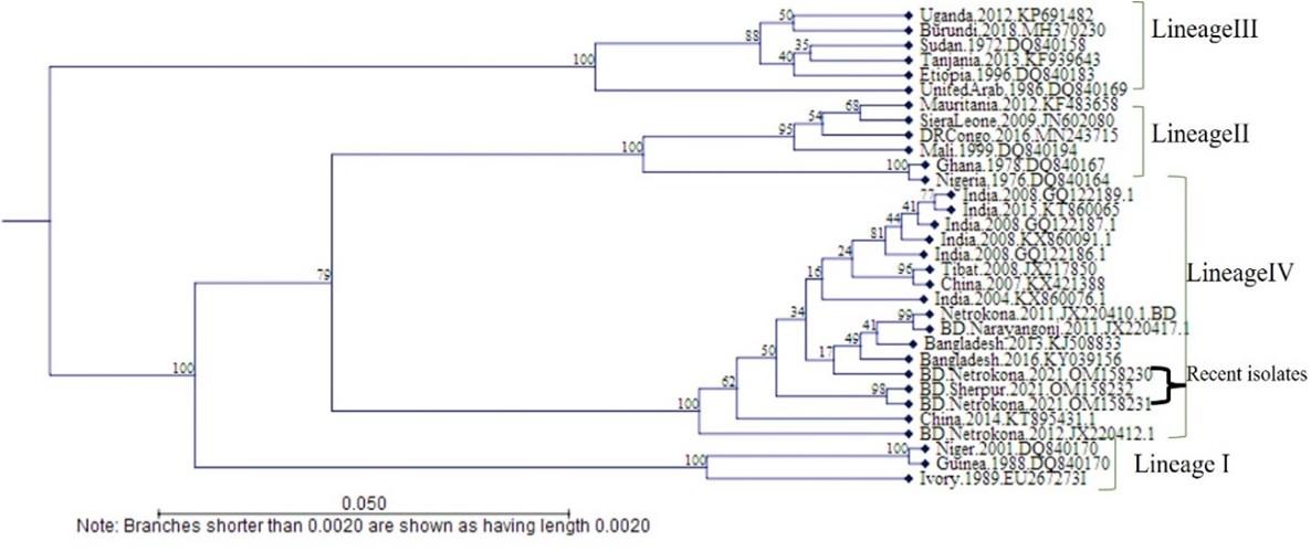 Validation and standardization of designed N gene primer-based RT-PCR protocol for detecting Peste des Petits Ruminants virus in goats