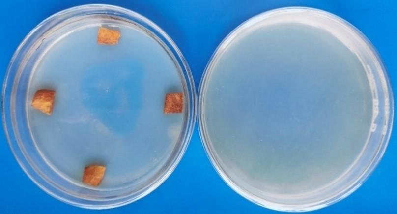 Optimization of surface sterilization method for the isolation of endophytic fungi associated with Curcuma longa L. and their antibacterial activity