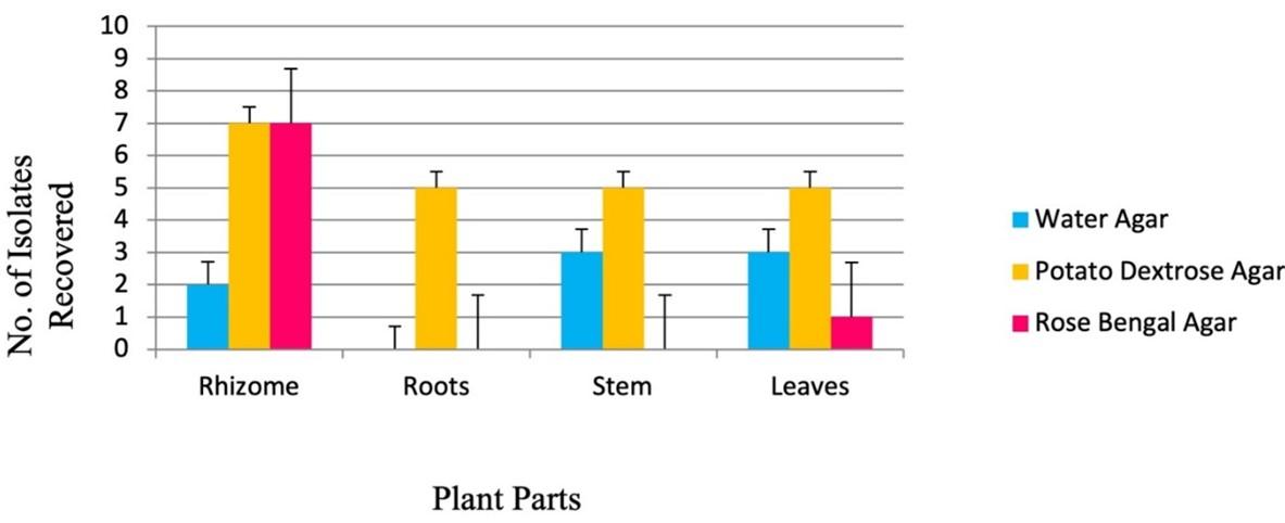 Optimization of surface sterilization method for the isolation of  endophytic fungi associated with Curcuma longa L. and their antibacterial  activity