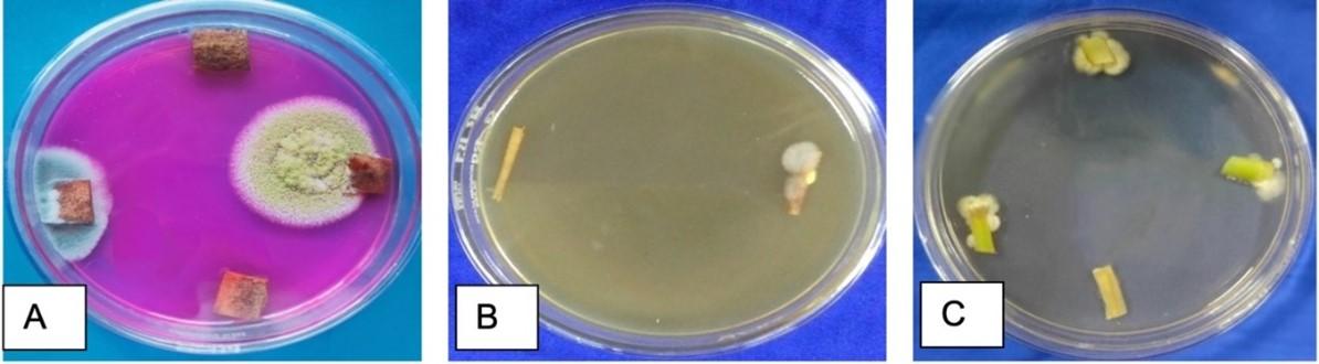 Optimization of surface sterilization method for the isolation of endophytic fungi associated with Curcuma longa L. and their antibacterial activity