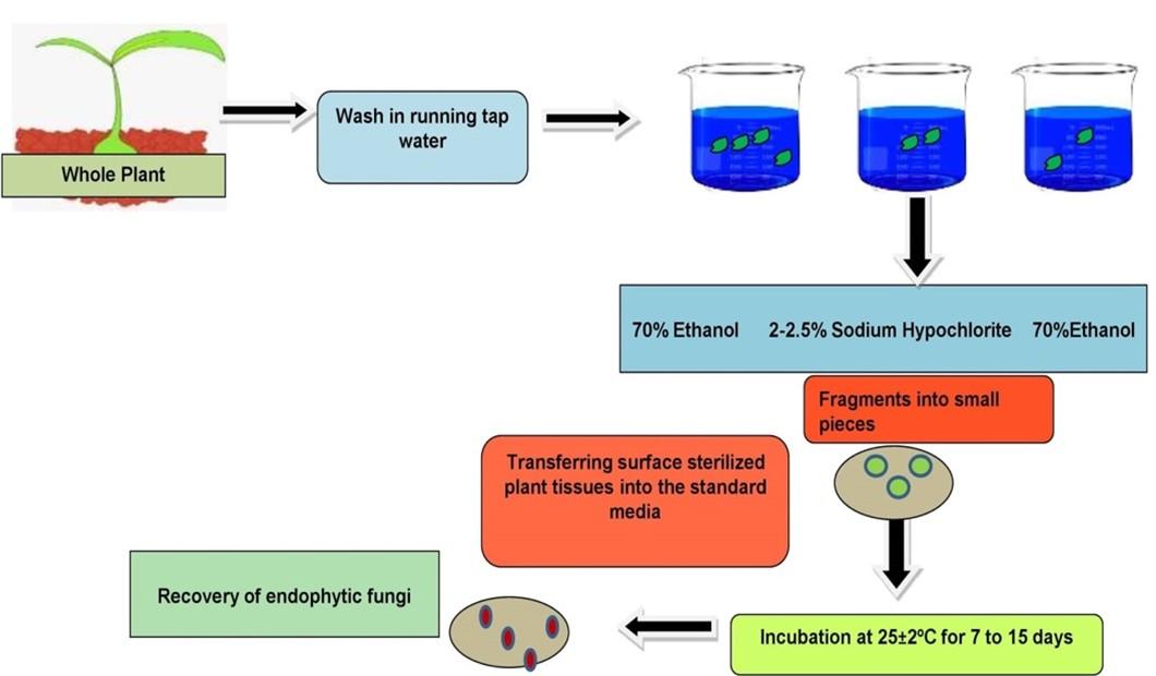 Optimization of surface sterilization method for the isolation of endophytic fungi associated with Curcuma longa L. and their antibacterial activity