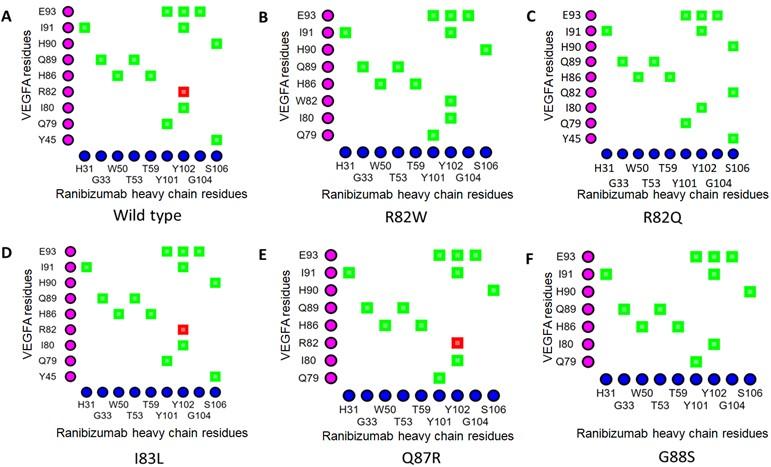 Interaction of epitopic missense variants of VEGFA with therapeutic monoclonal antibodies