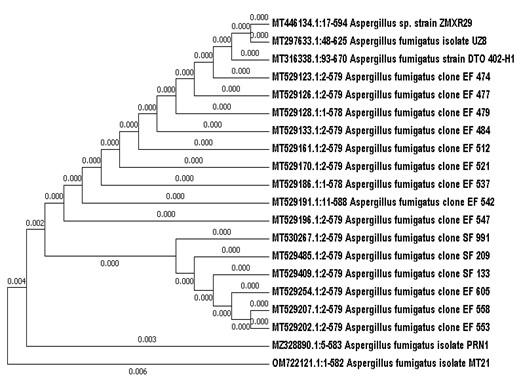 Chemical characterization, antimicrobial, antioxidant and larvicidal activities of certain fungal extracts