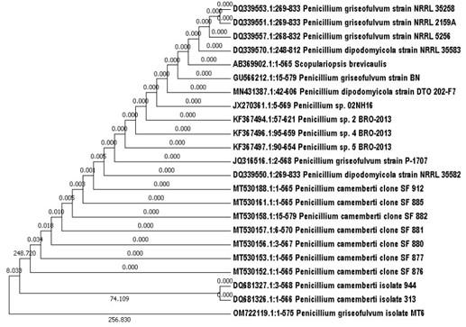 Chemical characterization, antimicrobial, antioxidant and larvicidal activities of certain fungal extracts